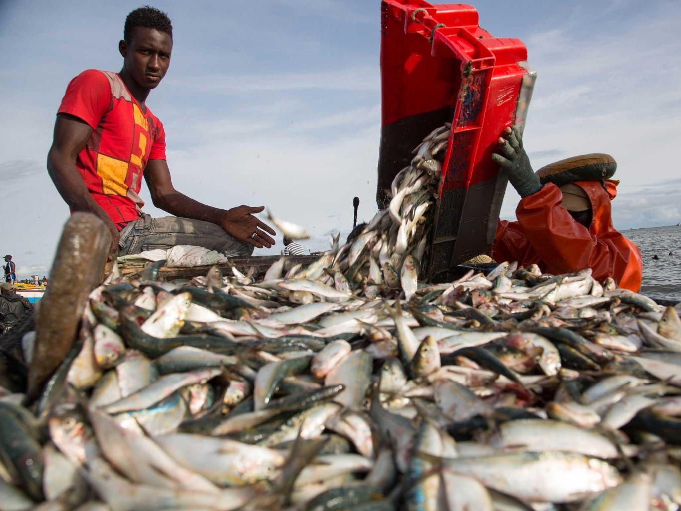 China’s fishing fleet plundering African waters