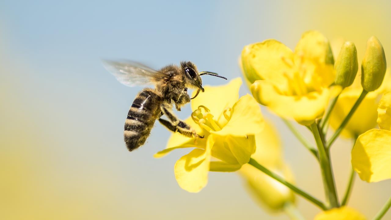 We tracked male honeybees for two years to find out where they look for sex