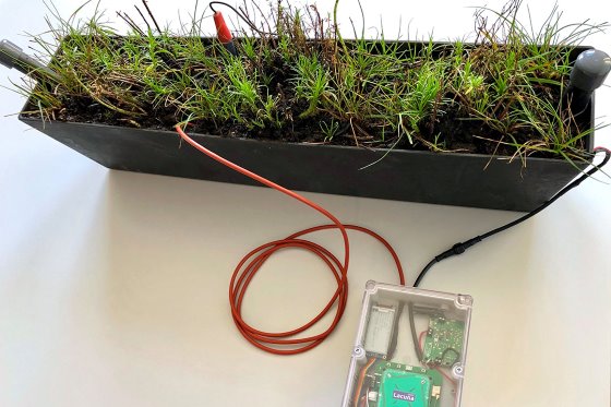 First plant-powered sensor sends signal to space