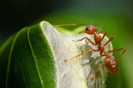 Could ants be the solution to antibiotic crisis?