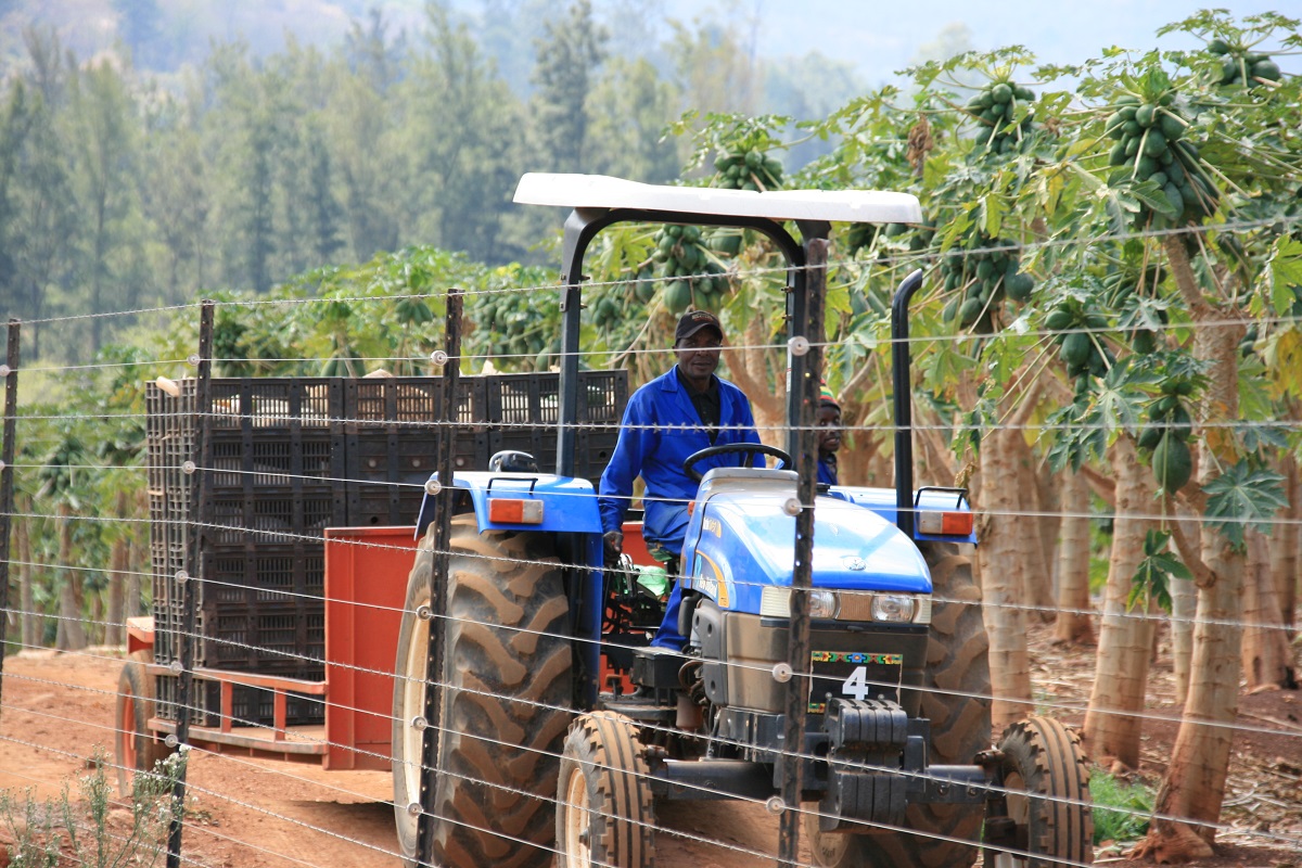 The high price of economic bumbling and austerity: 64% of working-age people are without jobs