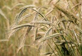 Is there a market for South Africa's large barley supplies?