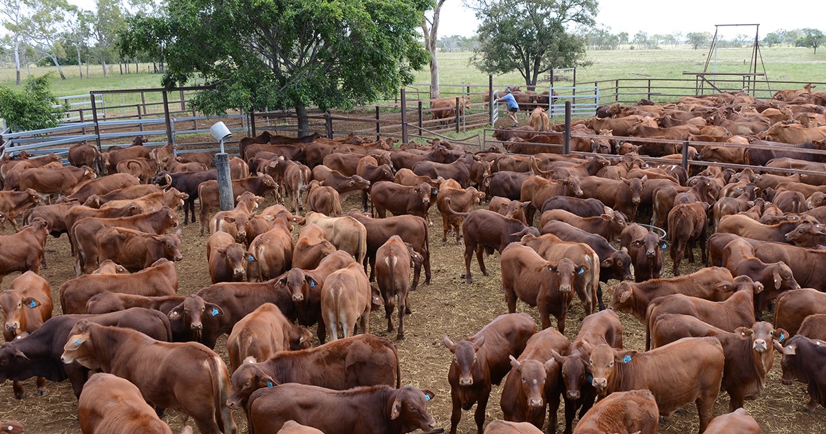 Some beef ‘raised without antibiotics’ tests positive for antibiotics in study