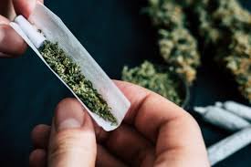 What history teaches us about shaping South Africa’s new cannabis laws