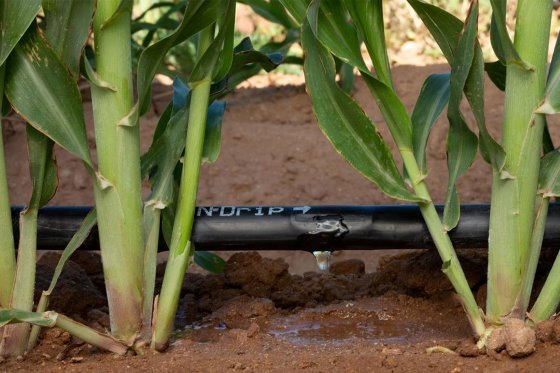 N-Drip for flood irrigation and drip irrigation