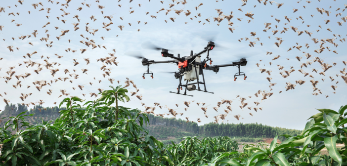 How technology is protecting food crops from the worst locust swarms seen in decades