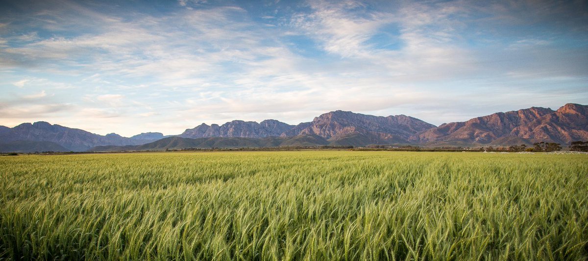 A global crop reshuffle could reduce agricultural land by half