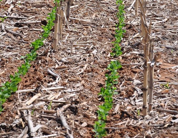 Advantages And Disadvantages Of No Till Farming