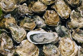 The race is on in South Africa to increase oyster volumes