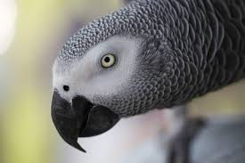 African grey parrots help each other in times of need