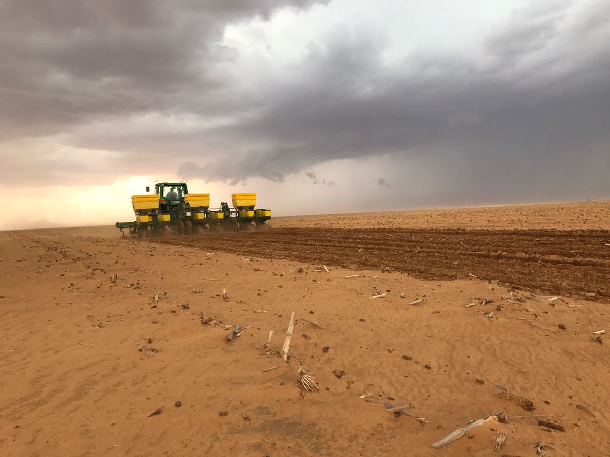 Dust in the atmosphere is a sign of trouble in South Africa’s maize fields