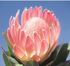 Nearly half of South Africa’s Protea species on the brink of extinction