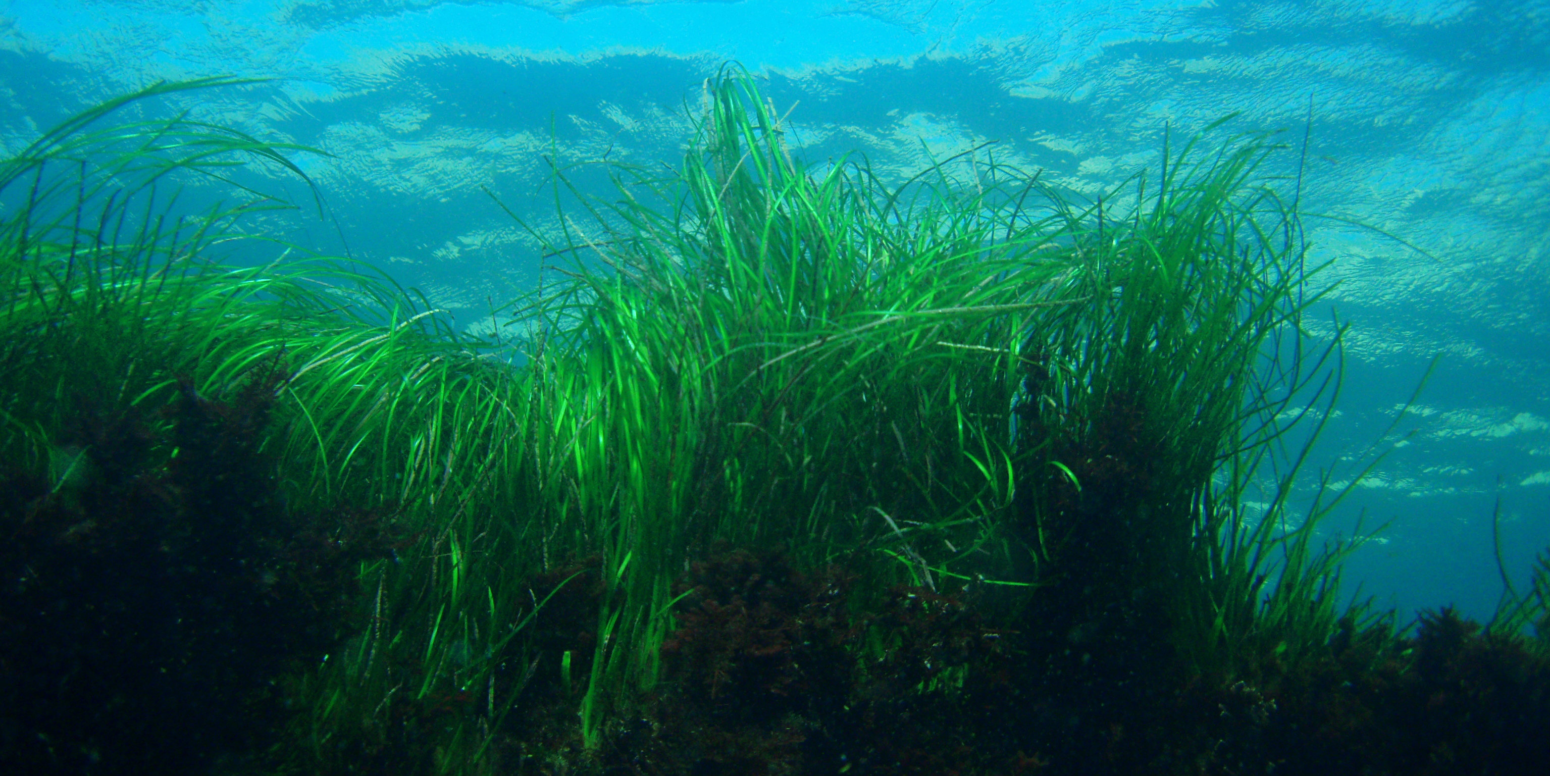 THE IMPORTANCE OF SEAGRASS
