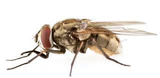 We found a way to trap stable flies: their dung preferences helped us