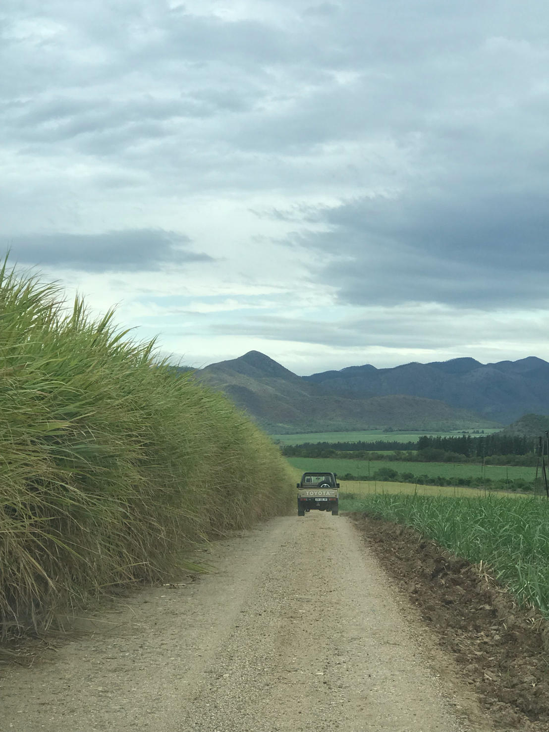 Sugar industry bitter about cheap imports