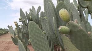 Why prickly pears are suddenly a hot crop in South Africa