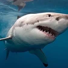 Where are South Africa’s great white sharks?