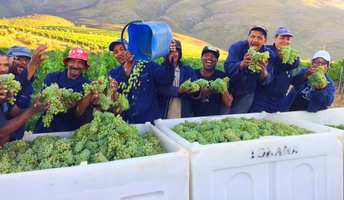 South Africa wine industry calls on government to support recovery and growth