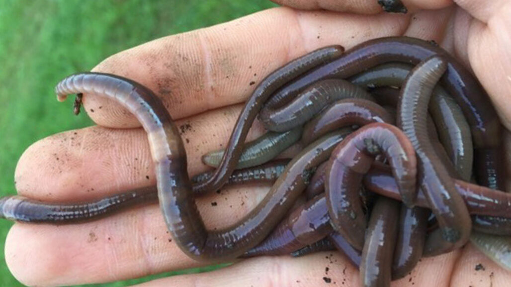 Invasive jumping worms damage U.S. soil and threaten forests