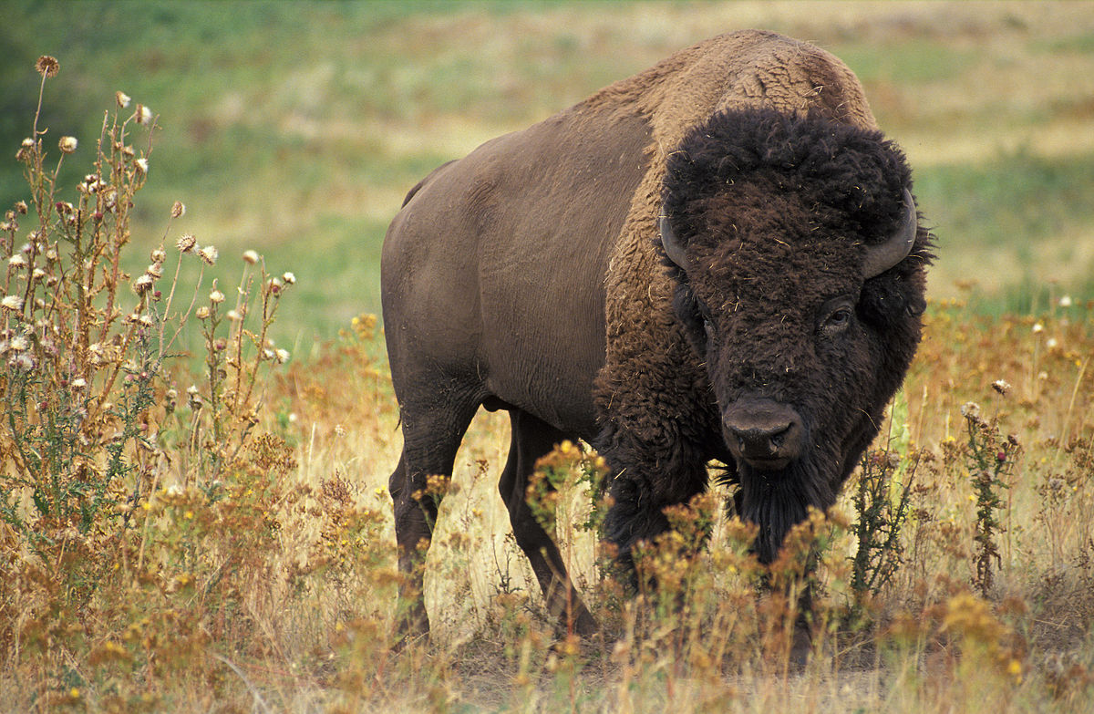 Decline of threatened bird highlights planning importance of bison releases