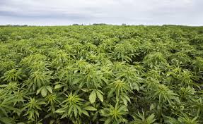 Viewpoint on Organic Hemp: a potential alternative to GMO crops?