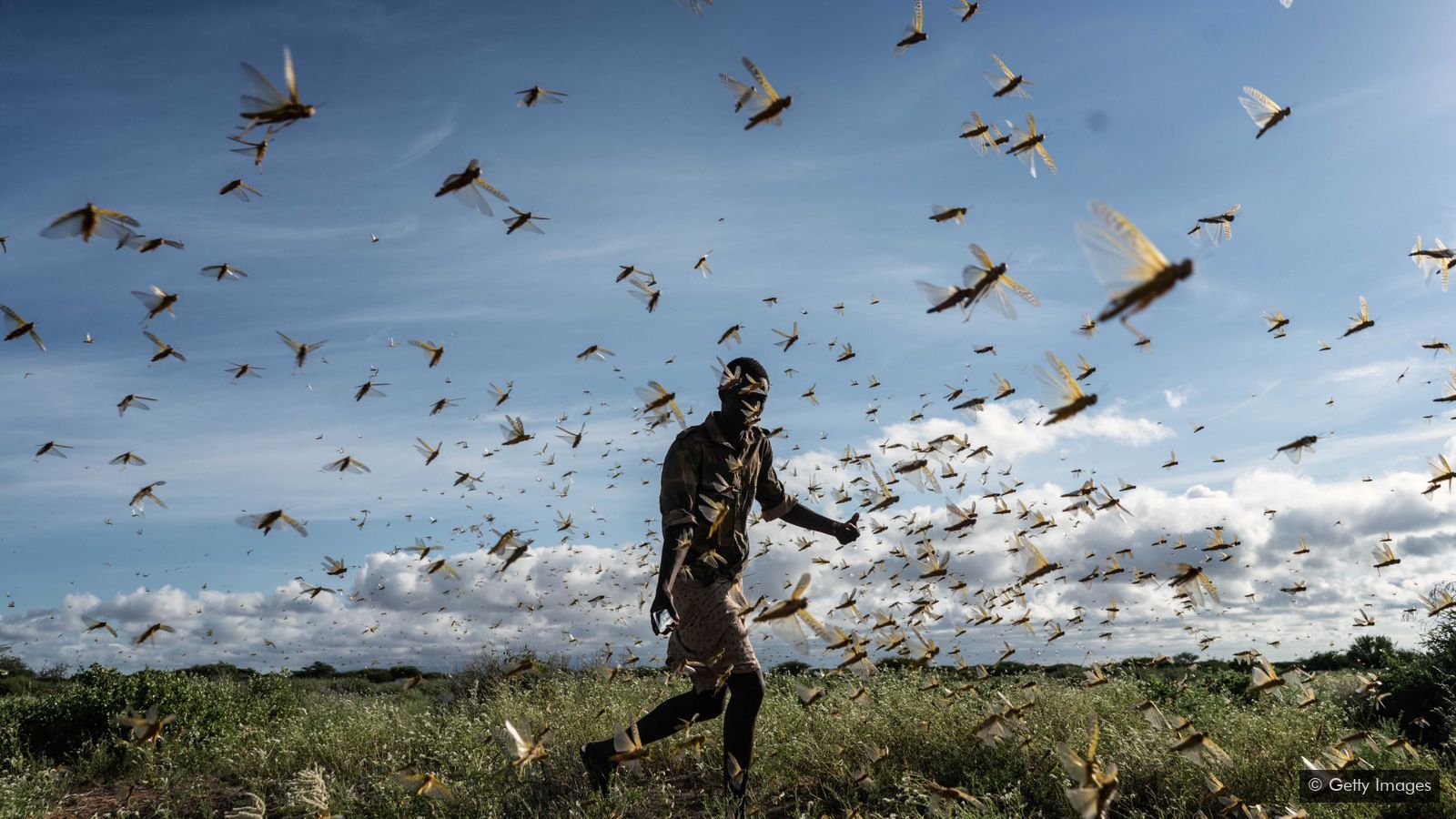 Brown locusts have survived a long drought in South Africa - here's how