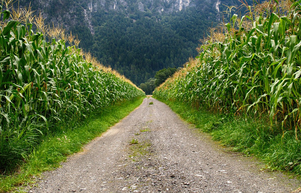 Why does corn grow so well? Scientists think soil microbes play a role