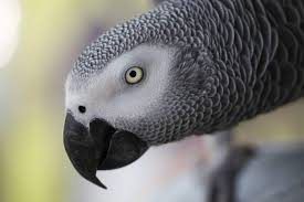 African grey parrots in traditional medicine