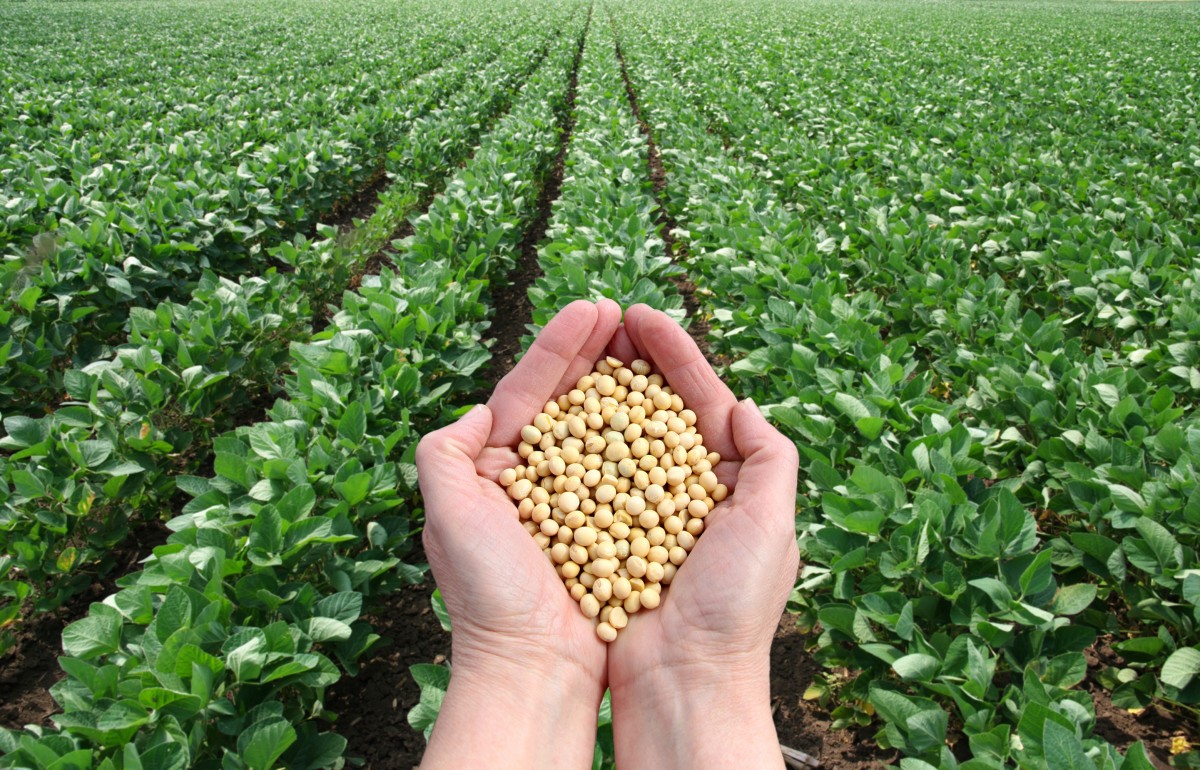 Soybean Finishes On Strong Note in 2021; What Will Happen In 2022?