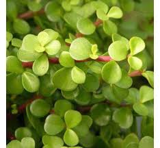 Kan dié plant die planeet red, of is dit maar net ’n spekskiet-boom?