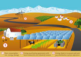 Can crops grow better under solar panels? Here’s all you need to know about ‘agrivoltaic farming’