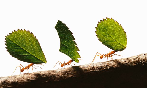 Ants make ‘milk’? This new discovery took scientists by surprise