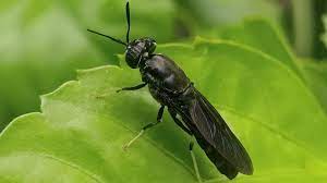 From food waste to high protein animal feed – why you should consider black soldier fly farming