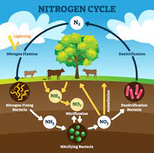 What Is the Nitrogen Cycle and Why Is It Key to Life?