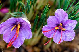 Saffron – Should We Grow The Most Expensive Spice In The World Using CEA?