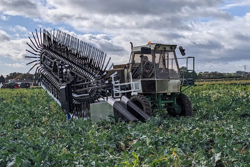 Intercropping with cover crops: Benefitting the soil and increasing fodder feed for livestock