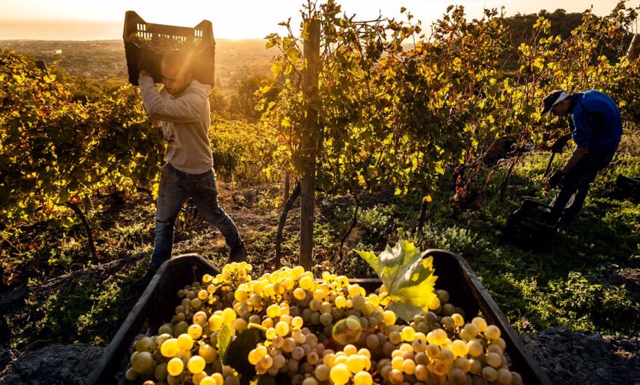 Italian &amp; Spanish wine harvests 2023: Crops to plunge to six-year lows