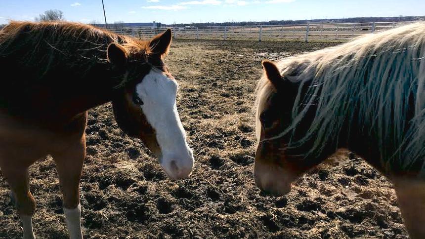 Compromising herd immunity