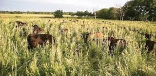 Pasture Cropping—The Innovative No-kill, No-till System Developed by Australian Farmers