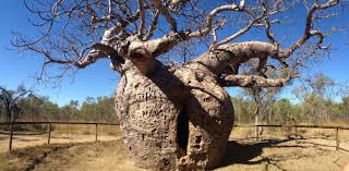 Baobab is a superfood with growing global demand – that’s bad news for the sacred African tree