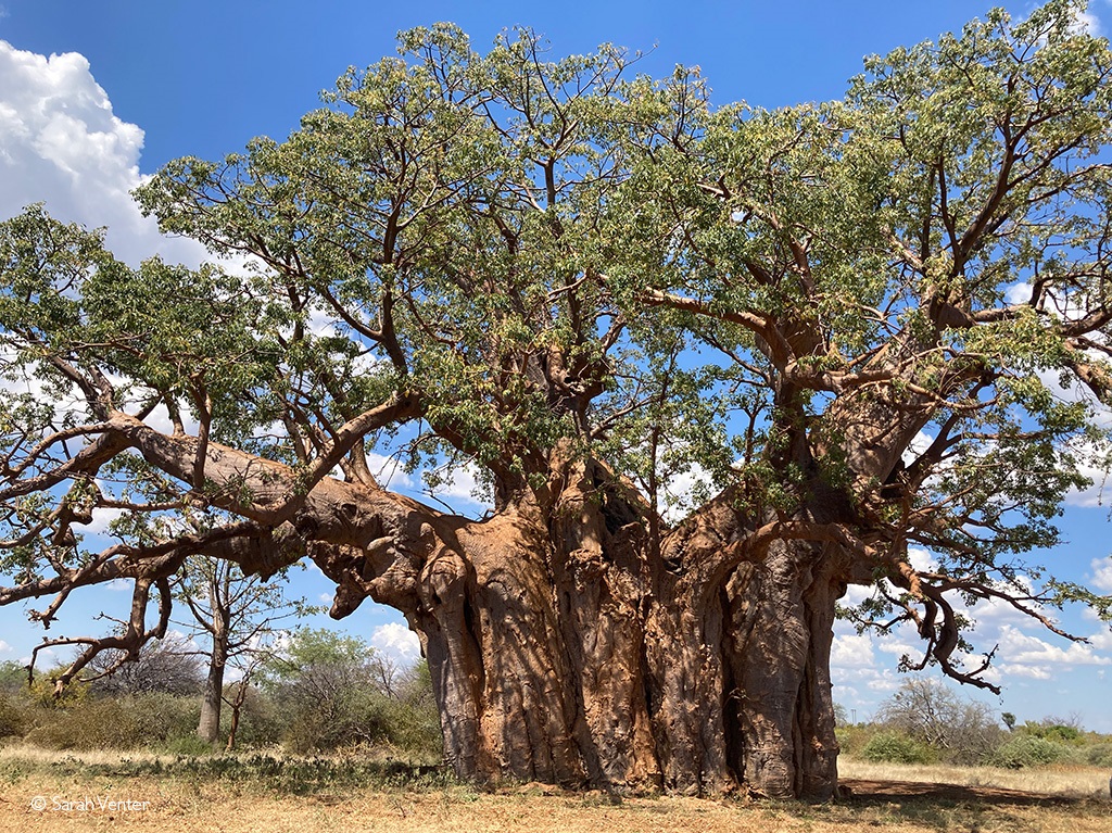 The unbreakable baobabs: are Africa’s iconic trees here to stay?