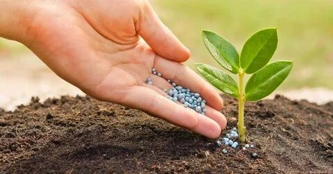 What Are the Current Trends in the Green Ammonia Industry?