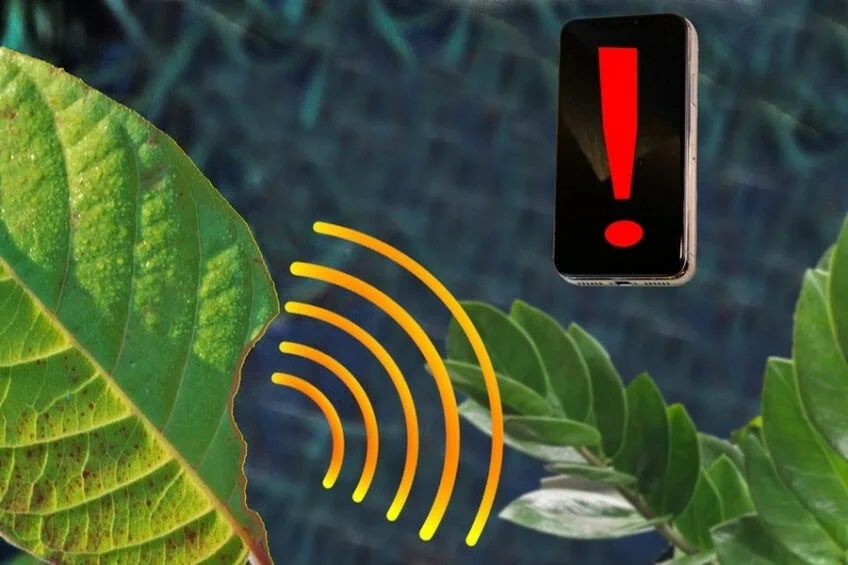 Plant sensors could act as an early warning system for farmers