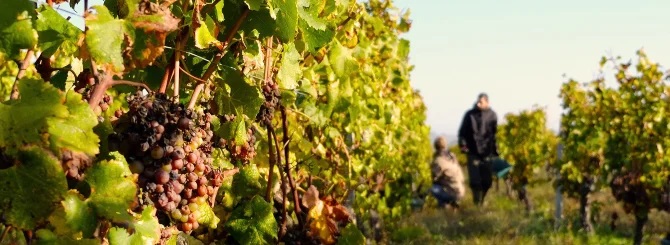 Researchers Fight Climate Change With Ancient Vines, New Crosses and Clones