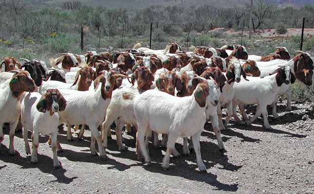 Goats replace cows in South Africa: Here's why