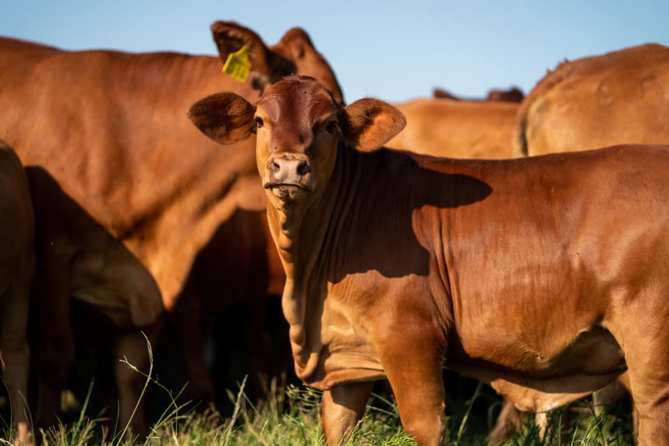 Tackling foot-and-mouth disease in SA’s cattle industry needs urgency