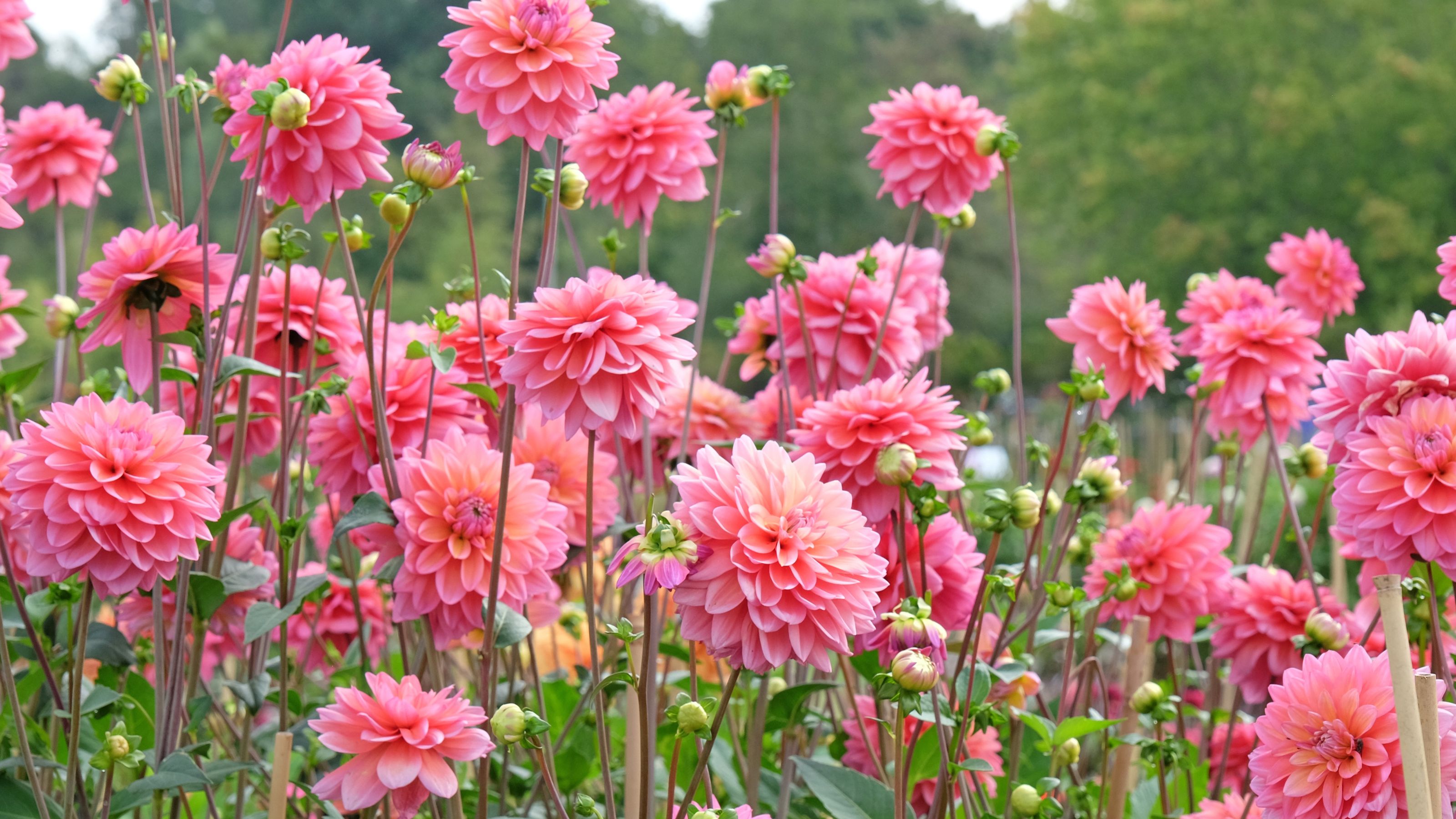 Arrow tips found in South Africa are the oldest evidence of poison use in hunting