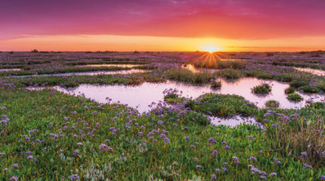 What is a wetland? An ecologist explains