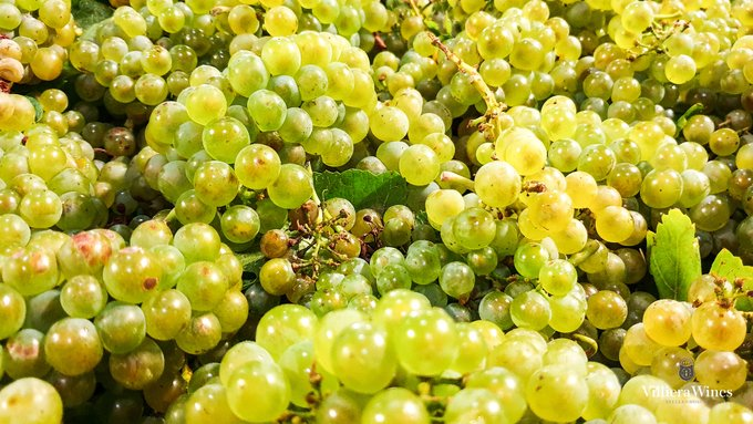 Organic Wine -A Sip of Sustainability or Just Hype?