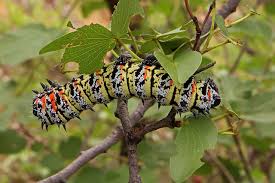 Mopane worm and termite sales relieve poverty in rural South Africa – studies explore the impact